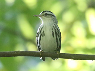 Black-and-white Warbler - 9/13/20, SGL 252 © Bobby Brown