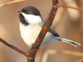 Black-capped Chickadee - 11/29/20, Mill St. © Bobby Brown