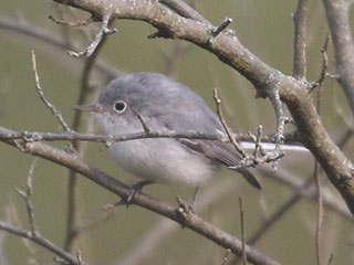 Blue-gray Gnatcatcher - 9/15/20, Rose Valley Lake © Bobby Brown