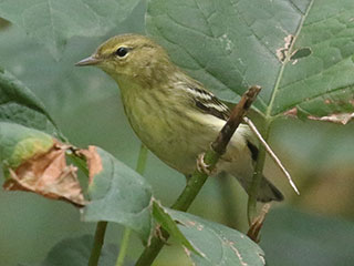 Blackpoll Warbler - 10/4/20, Canfield Island © Bobby Brown