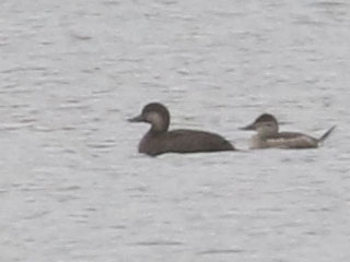 Black Scoter (and Ruddy Duck) - 10/28/20, Rose Valley Lake © Bobby Brown