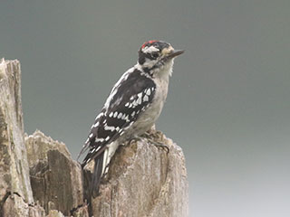 Downy Woodpecker - 9/10/20, Rose Valley Lake © Bobby Brown