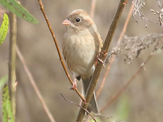 Field Sparrow - 11/5/20, Mill St. © Bobby Brown