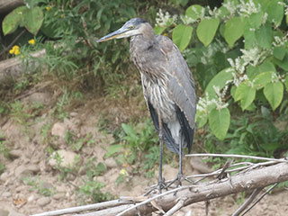 Great Blue Heron - 9/10/20, Mill St. © Bobby Brown
