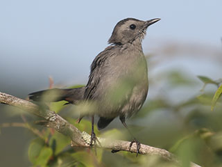 Gray Catbird - 9/6/20, Rose Valley Lake © Bobby Brown