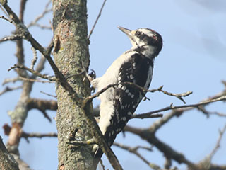 Hairy Woodpecker - 8/16/20, Rose Valley Lake © Bobby Brown