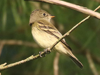 Least Flycatcher - 8/23/20, Rose Valley Lake © Bobby Brown