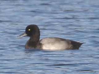 Lesser Scaup - 10/3/20, Rose Valley Lake © Bobby Brown