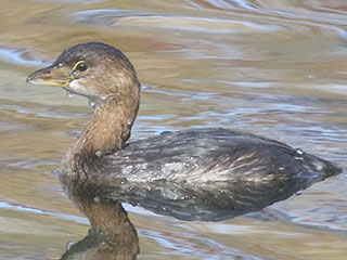 Pied-billed Grebe - 10/25/20, Indian Park © Bobby Brown