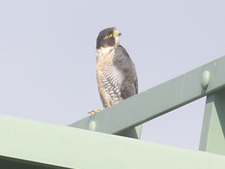 Peregrine Falcon - 8/2/20, Mill St. © Bobby Brown