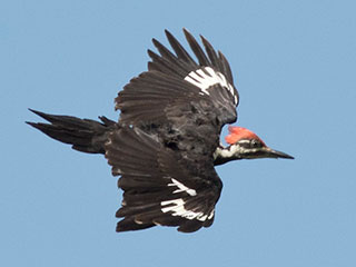 Pileated Woodpecker - 8/19/20, Rte. 15 Overlook © David Brown