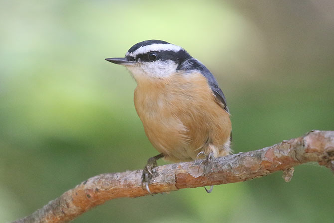 Red-breasted Nuthatch - 8/30/20, Rose Valley Lake © Bobby Brown