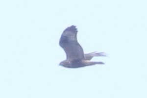 Rough-legged Hawk - 10/25/20, Rose Valley Lake © Bobby Brown