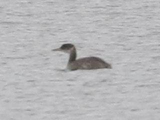 Red-necked Grebe - 10/28/20, Rose Valley Lake © Bobby Brown