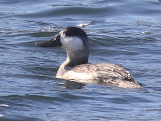 Ruddy Duck - 10/3/20, Williamsport Dam © Bobby Brown
