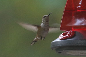 Rufous Hummingbird - 9/25/20, Salladasburg © Bobby Brown
