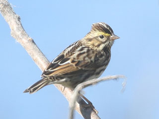 Savannah Sparrow - 9/21/20, Rose Valley Lake © Bobby Brown