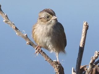 Swamp Sparrow - 9/21/20, Rose Valley Lake © Bobby Brown