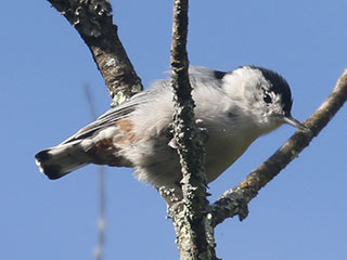 White-breasted Nuthatch - 9/20/20, SGL 252 © Bobby Brown