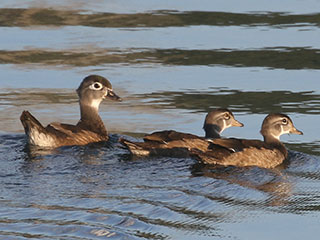 Wood Ducks - 8/18/20, Williamsport Dam © Bobby Brown