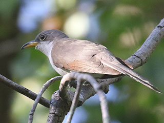 Yellow-billed Cuckoo - 9/4/20, Mill St. © Bobby Brown