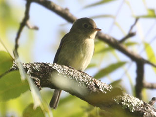 Yellow-bellied Flycatcher - 9/13/20, SGL 252 © Bobby Brown