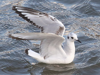 Bonaparte's Gull - 4/13/20, Williamsport Dam © Bobby Brown