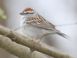 Chipping Sparrow - 4/10/20, Mill St. © Bobby Brown