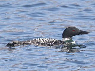 Common Loon - 4/19/20, Rose Valley Lake © Bobby Brown