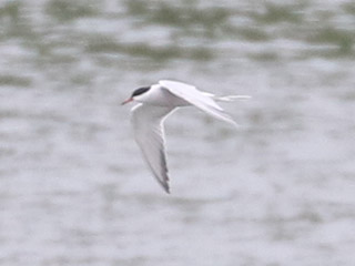 Common Tern - 5/18/20, Williamsport Dam © Bobby Brown