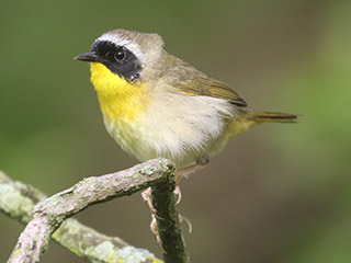 Common Yellowthroat - 5/16/20, Mill St. © Bobby Brown