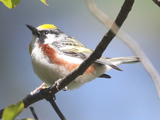Chestnut-sided Warbler - 5/5/20, Williamsport Water Authority © Bobby Brown