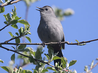 Gray Catbird - 5/10/20, Rose Valley Lake © Bobby Brown
