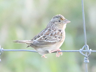 Grasshopper Sparrow - 4/21/20, Mill St. © Bobby Brown