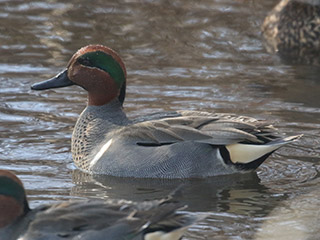 Green-winged Teal - 3/1/20, Hughesville © Bobby Brown