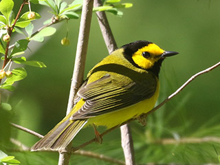 Hooded Warbler - 5/5/20, Williamsport Water Authority © Bobby Brown
