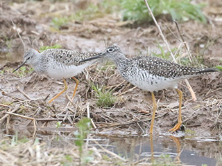 Lesser and Greater Yellowlegs - 4/14/20, Mill St. © Bobby Brown