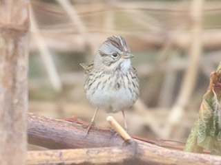Lincoln's Sparrow - 5/15/20, Mill St. © Bobby Brown