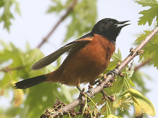 Orchard Oriole - 5/20/20, Lycoming Creek Bikeway © Bobby Brown