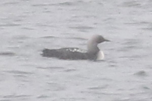 Pacific Loon - 4/30/20, Rose Valley Lake © Bobby Brown