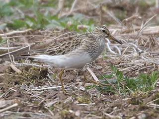 Pectoral Sandpiper - 4/11/20, Mill St. © Bobby Brown