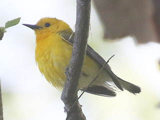 Prothonotary Warbler - 5/21/20, Indian Park © Bobby Brown