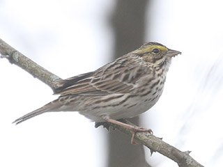 Savannah Sparrow - 4/10/20, Mill St. © Bobby Brown