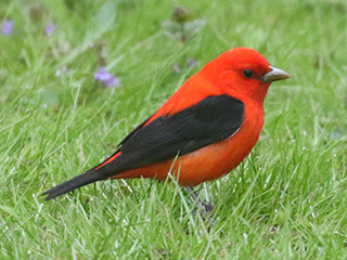 Scarlet Tanager - 5/12/20, Mill St. © Bobby Brown