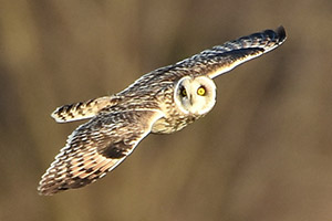 Short-eared Owl - 3/27/20, Antes Fort © Judi Pinkerton