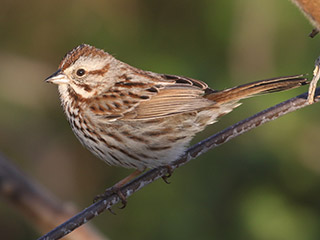 Song Sparrow - 5/5/20, Canfield Island © Bobby Brown