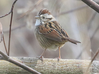 Swamp Sparrow - 5/4/20, Rose Valley Lake © Bobby Brown