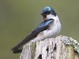 Tree Swallow - 5/16/20, Williamsport © Bobby Brown