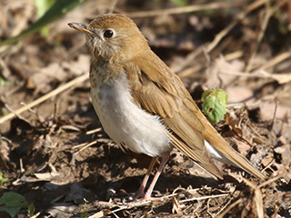 Veery - 5/7/20, Trout Run Park © Bobby Brown