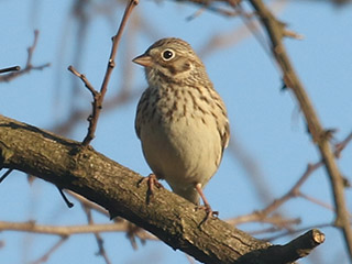 Vesper Sparrow - 4/8/20, Mill St. © Bobby Brown
